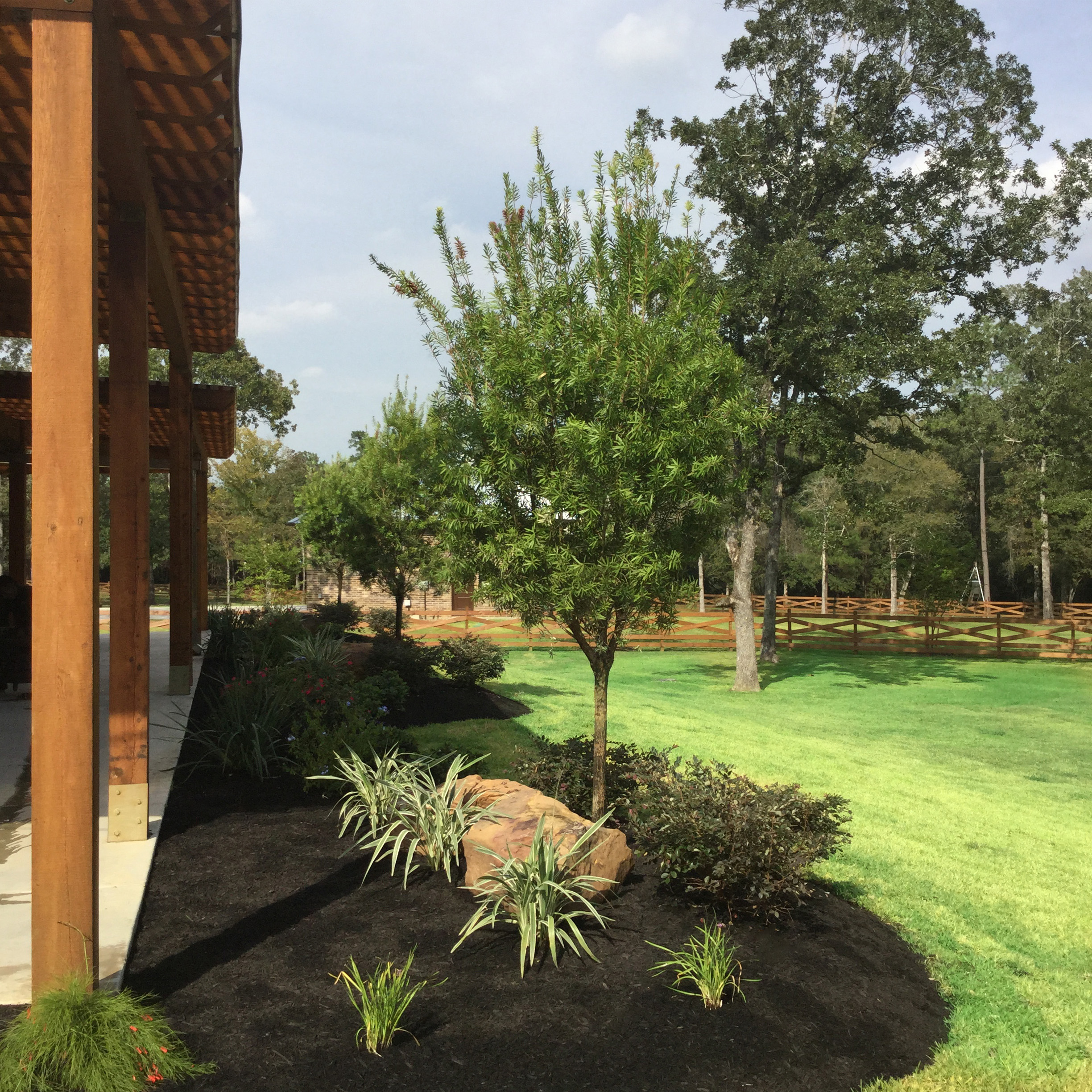 Tree sales and installation Montgomery TX — New Yards Landscaping
